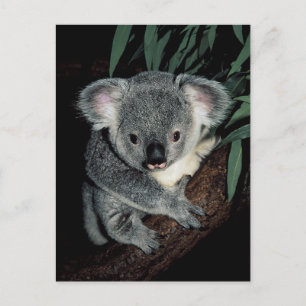 Carte Postale Cute Ours Koala