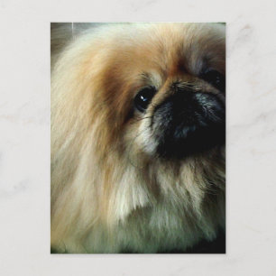 Carte postale Cute Pekingese