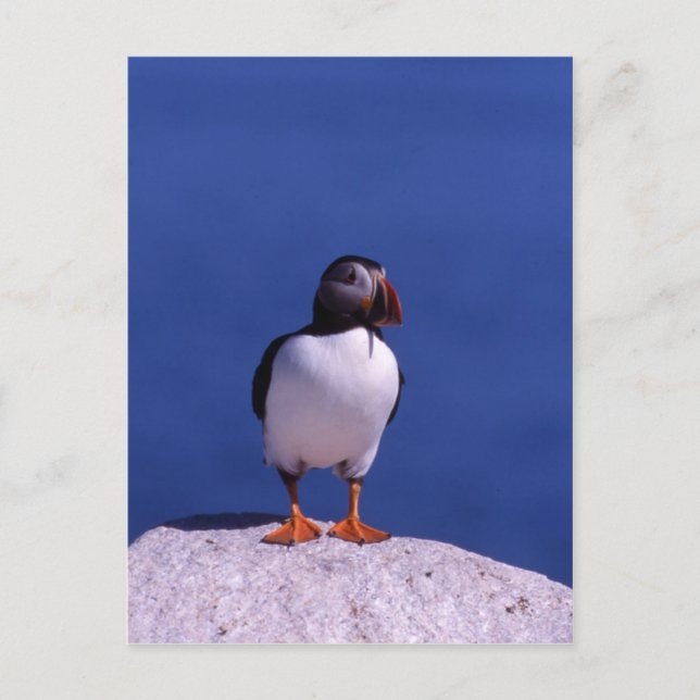Carte postale Cute Puffin (Devant)