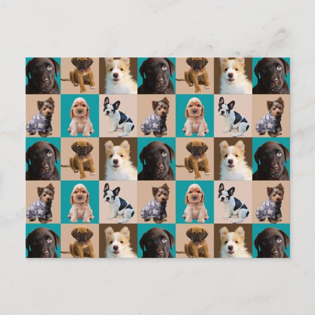 Carte Postale Cute Puppies Chiens Animaux Collage (Devant)