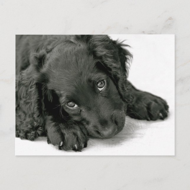 Carte postale Cute Puppy (Devant)