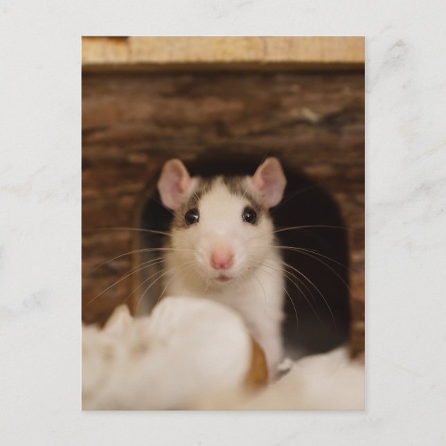 Carte Postale Cute rat (Devant)