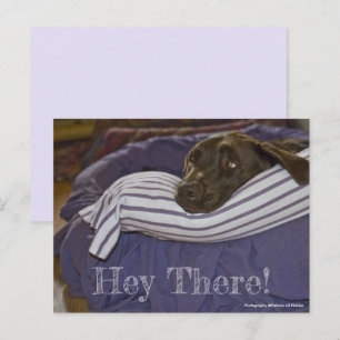 Carte Postale Cute Récupérateur Labrador Chocolat Dans Lit Po Pe