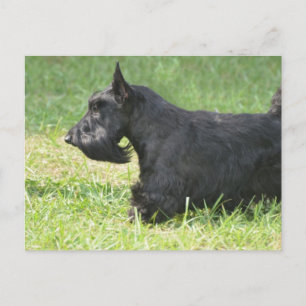 Carte Postale Cute Scottish Terrier