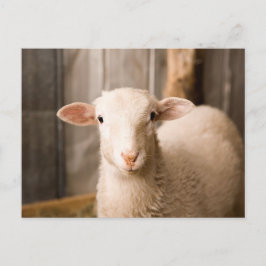 Carte Postale Cute Sheep