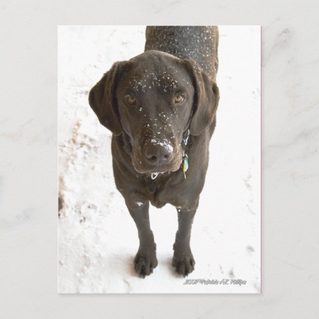 Carte Postale Cute Snow Sprinted Chocolate Lab (Devant)