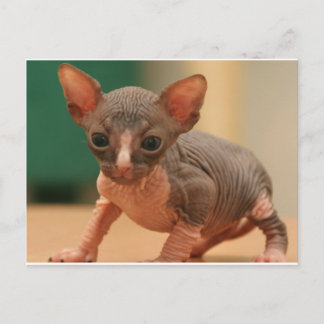 Carte Postale Cute sphynx chaton