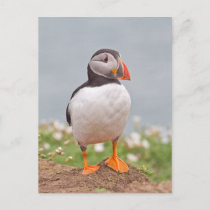 Carte Postale Cute Standing Puffin