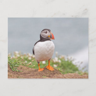 Carte Postale Cute Standing Puffin