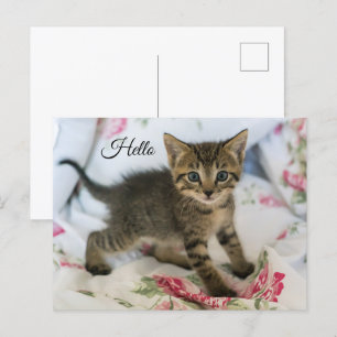 Carte Postale Cute Tabby Kitten À L'Air Surpris Bonjour