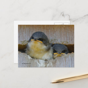 Carte Postale Cute Tree Swallow Baby regarde le Big World