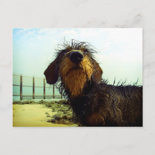 Carte Postale Cute wiredhair Dachshund at the beach (Devant)
