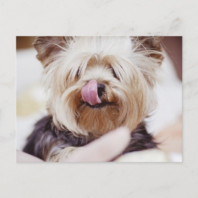 Carte postale Cute Yorkie Terrier (Devant)