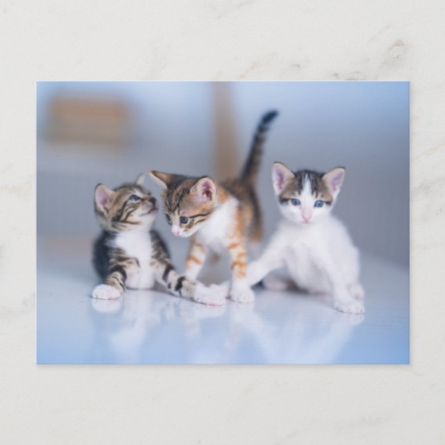 Carte Postale Cutest Baby Animals | 3 Tabby Kittens (Devant)
