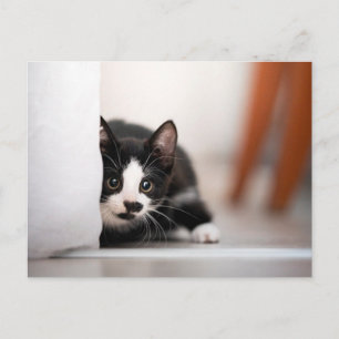 Carte Postale Cutest Baby Animals   Black & White Kitten