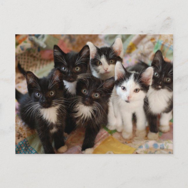 Carte Postale Cutest Baby Animals | Black & White Kittens (Devant)