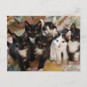 Carte Postale Cutest Baby Animals   Black & White Kittens