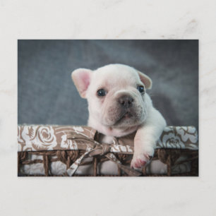 Carte Postale Cutest Baby Animals   French Bulldog