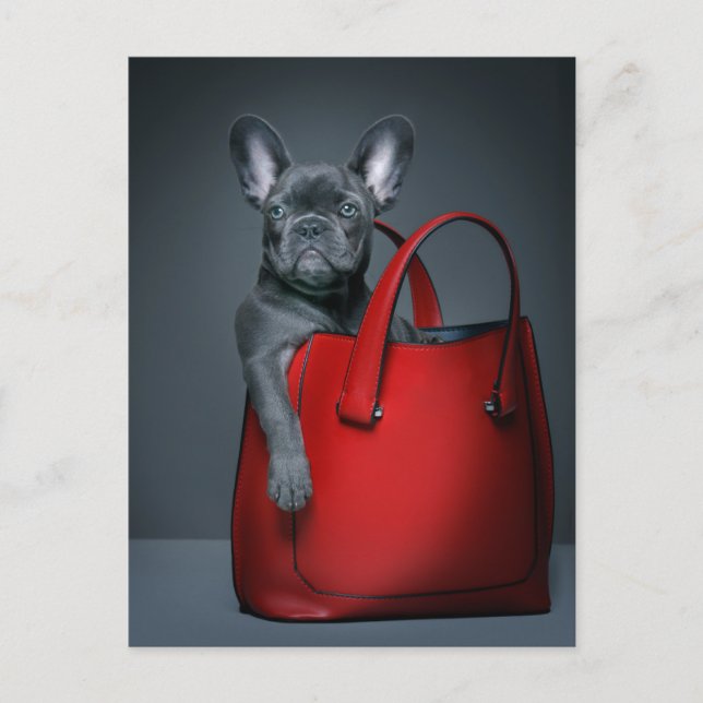 Carte Postale Cutest Baby Animals | French Bulldog in Handbag (Devant)