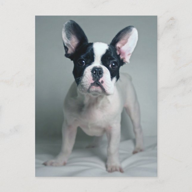 Carte Postale Cutest Baby Animals | French Bulldog Puppy (Devant)