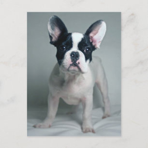 Carte Postale Cutest Baby Animals   French Bulldog Puppy
