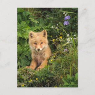 Carte Postale Cutest Baby Animals   Red Fox at Umnak Alaska