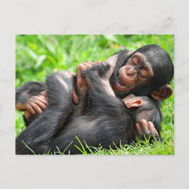 Carte Postale Cutest Baby Animals | Two Young Chimpanzees (Devant)