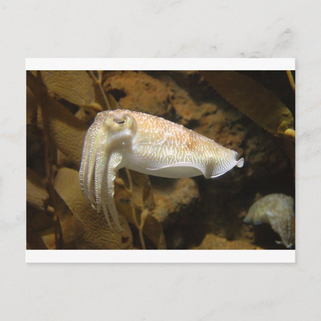 Carte Postale Cutter (Devant)