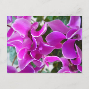 Carte Postale cyclamen