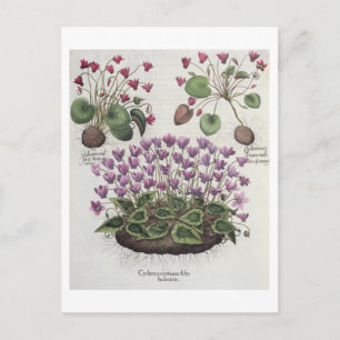 Carte Postale Cyclamen : 1.Cyclamen sérotinum foliis hederaceis
