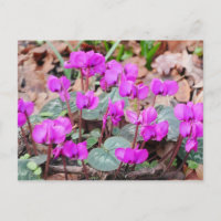 Carte postale Cyclamen Coum