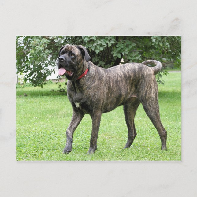 Carte Postale Cyclone Mastiff néopolite 01 (Devant)