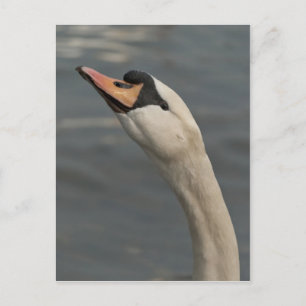 Carte Postale Cygne