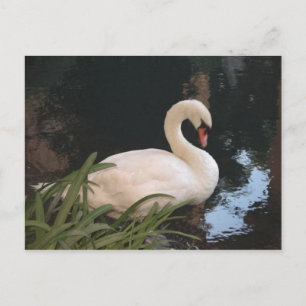 Carte Postale Cygne