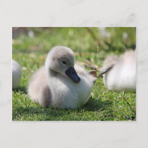 Carte Postale Cygne bébé