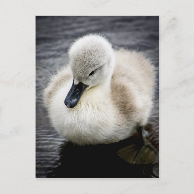 Carte Postale Cygne bébé | Cygnet (Devant)