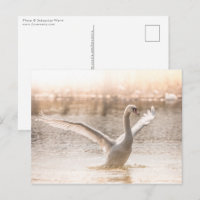 Cygne blanc sur le lac Nature Photo