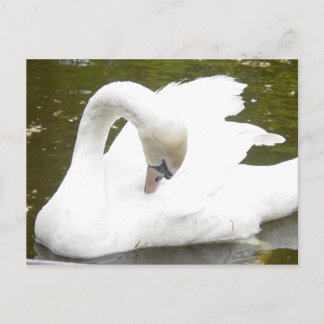 Carte Postale Cygne du lac