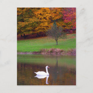 Carte Postale Cygne en automne