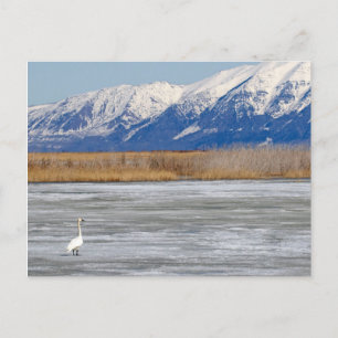 Carte Postale Cygne et Neige