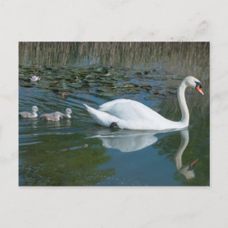 Carte Postale Cygne muet blanc avec le lac de cygnets de canard 