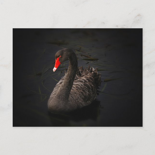 Carte Postale Cygne noir (Devant)