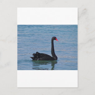 Carte Postale Cygne noir