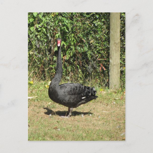 Carte Postale Cygne noir (Devant)
