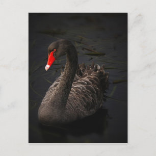 Carte Postale Cygne noir