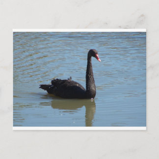 Carte Postale Cygne noir