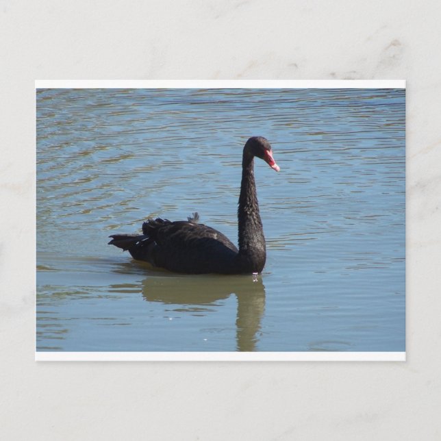 Carte Postale Cygne noir (Devant)
