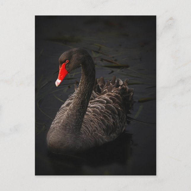 Carte Postale Cygne noir (Devant)