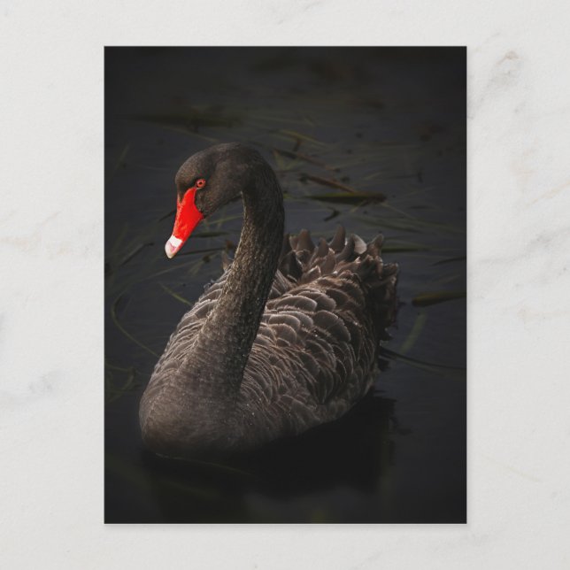 Carte Postale Cygne noir-1229 (Devant)
