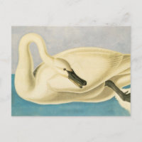 Cygne trompette par John James Audubon, Oiseau Vin